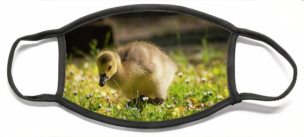 Gosling Face Mask featuring the photograph A Gosling in the Grass by Jason Fink