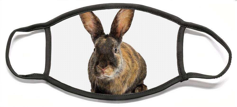 Rabbit Face Mask featuring the photograph A Harlequin Rabbit Isolated on White by Good Focused