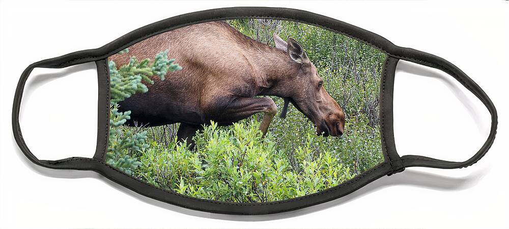 Moose Face Mask featuring the photograph A Hungry Alaskan Lady Moose by L Bosco