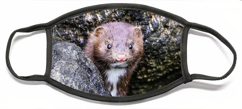 Mink Face Mask featuring the photograph A Mink in Wonder by Tahmina Watson