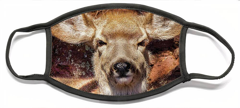 Deer Face Mask featuring the photograph A Mule Deer by Laura Putman