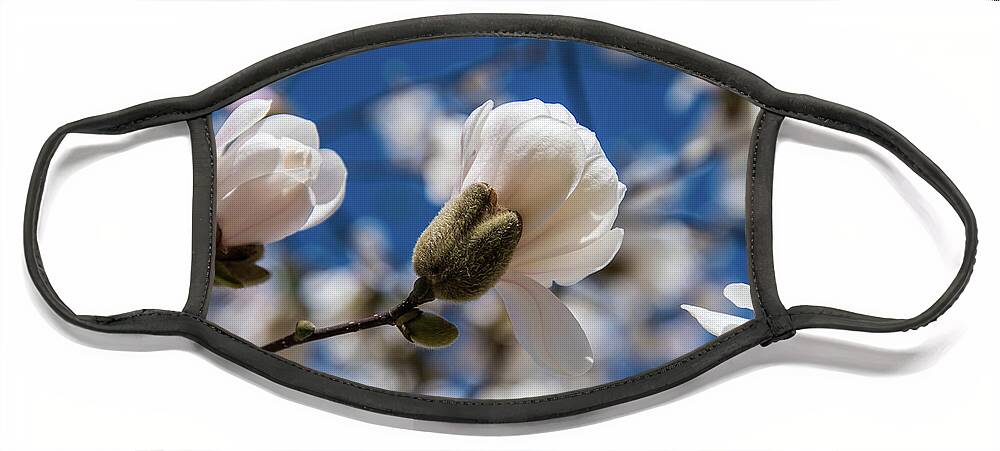 Magnolia Face Mask featuring the photograph A New Bloom Under Blue Skies by Rose Guinther