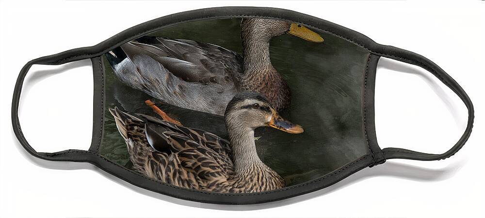Mottled Ducks Face Mask featuring the photograph A Pair of Mottled Ducks Sarasota Jungle Gardens by L Bosco
