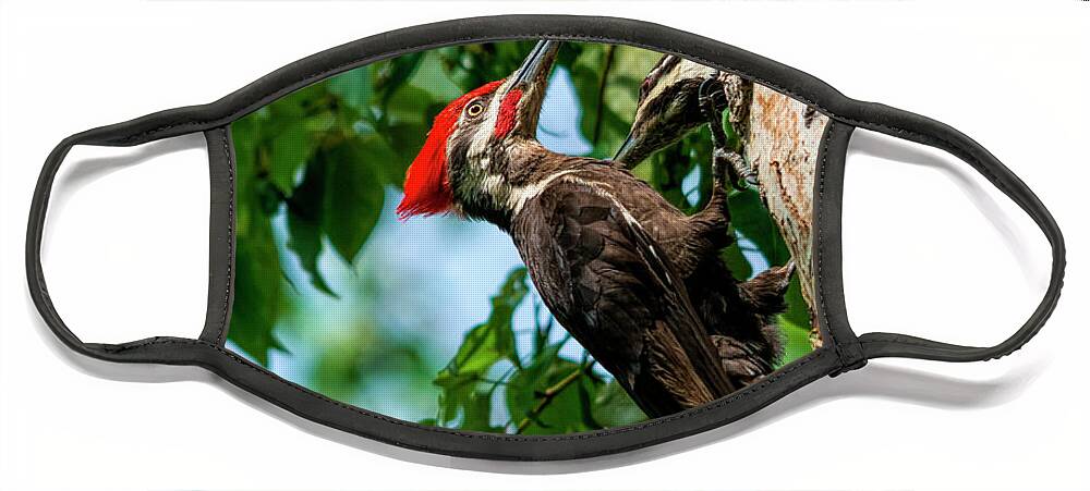 Woodpecker Face Mask featuring the photograph A Pair Of Pileated by Pamela Dunn-Parrish