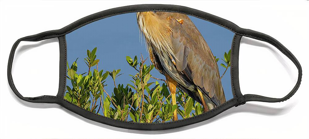 R5-2653 Face Mask featuring the photograph A Proud Heron by Gordon Elwell