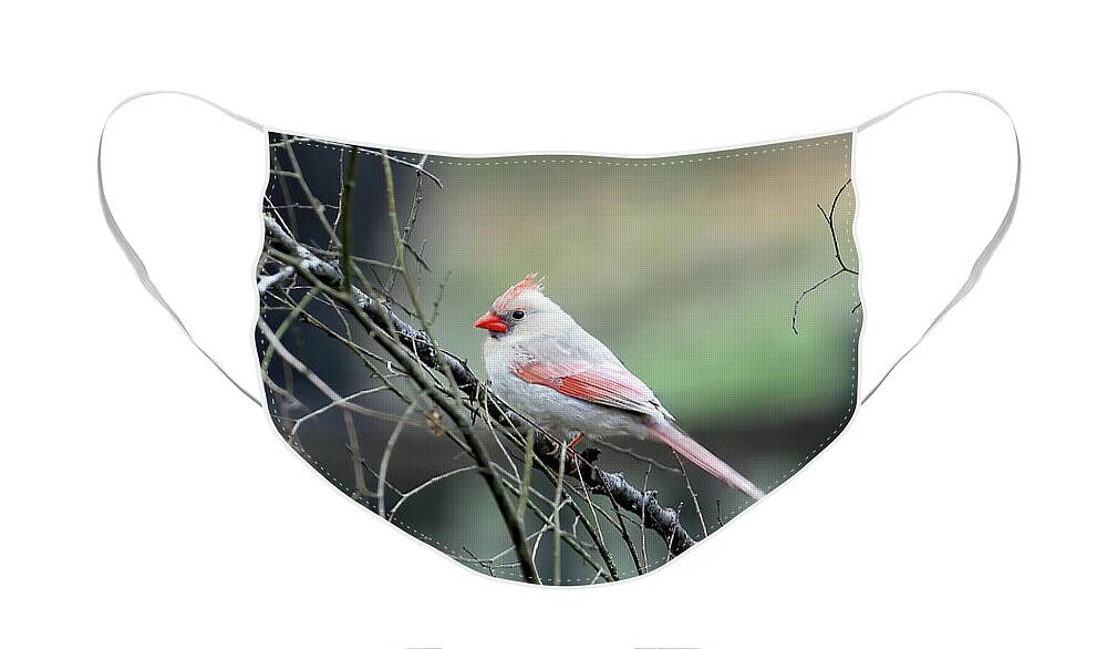 Northern Cardinal Face Mask featuring the photograph A Rare Northerner by Jennifer Robin