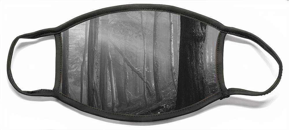 Forest Face Mask featuring the photograph A ray of light by Gavin Lewis