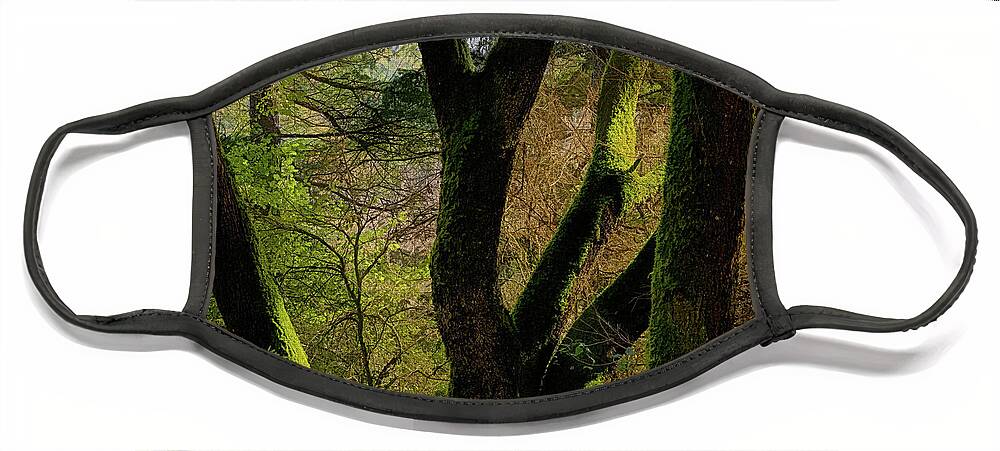 Forest Face Mask featuring the photograph A ray of sunlight between the branches of an oak with moss by Jordi Carrio Jamila