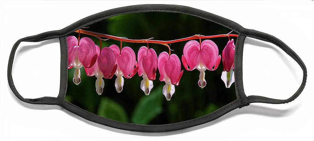 Keuka Lake Face Mask featuring the photograph A Row of Backlit Bleeding Hearts by Bob Phillips