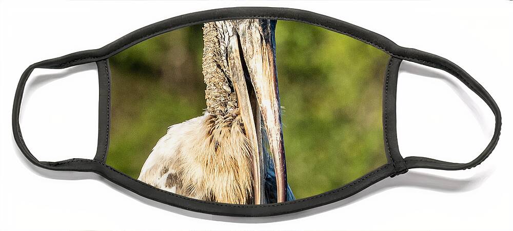 Wood Stork Face Mask featuring the photograph A Young Wood Stork at Eagle Lake Park Florida by L Bosco