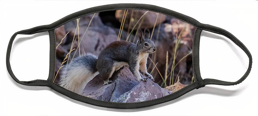 Squirrel Face Mask featuring the photograph Abert's Squirrel by Laura Putman