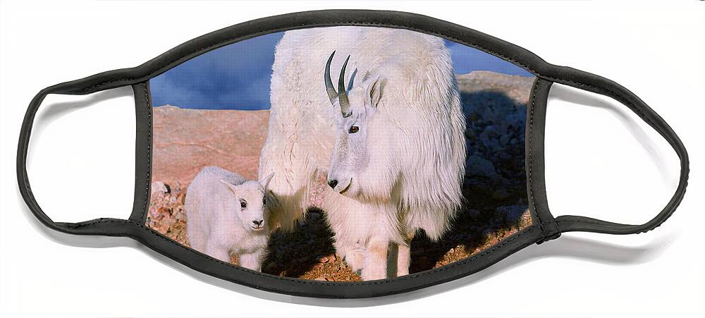 Olena Art Face Mask featuring the photograph Above The Clouds. Mother and Kid - A young Rocky Mountain Goat stands inquisitively next to its Mom. by OLena Art