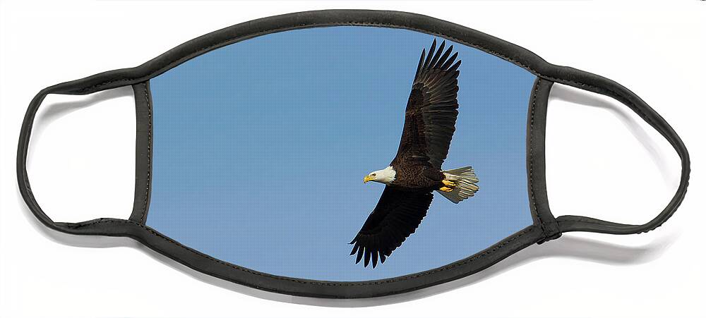 Adult Face Mask featuring the photograph Adult bald eagle soars overhead by Charles Floyd
