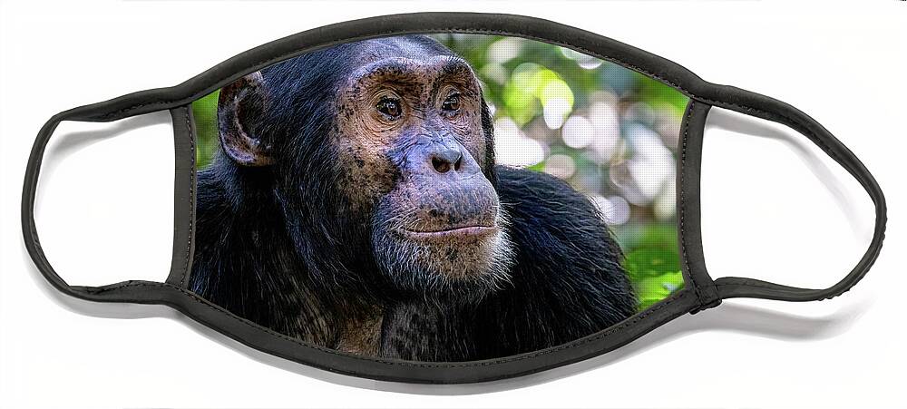 Chimpanzee Face Mask featuring the photograph Adult chimpanzee, pan troglodytes, in the tropical rainforest of Kibale National Park, western Uganda. The park conservation programme means that some troupes are habituated. by Jane Rix