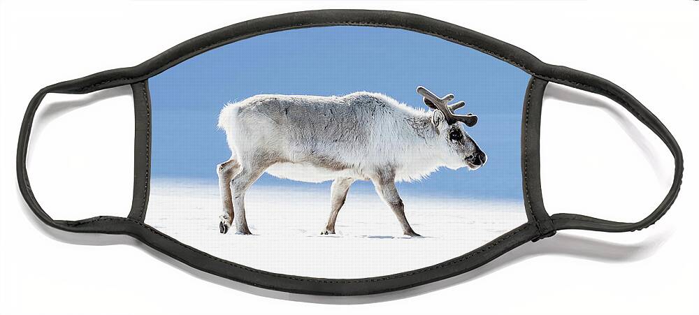 Adult Face Mask featuring the photograph Adult reindeer, side profile, Svalbard by Jane Rix