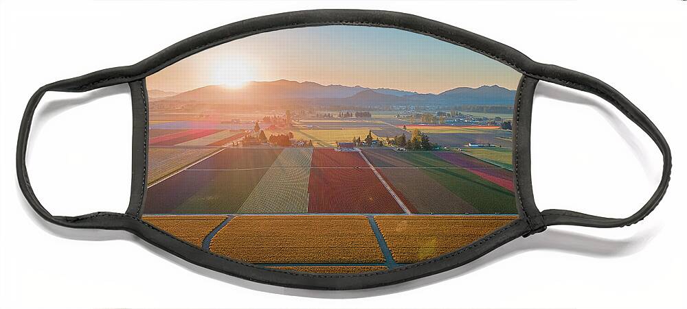 Skagit Valley Tulips Face Mask featuring the photograph Aerial Tulips2 by Michael Rauwolf