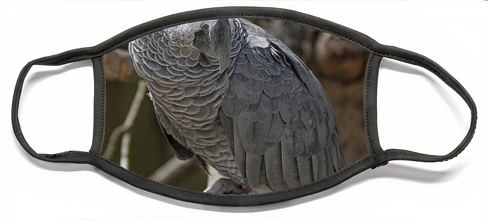 African Grey Parrot Face Mask featuring the photograph African Grey Parrot by Elaine Teague