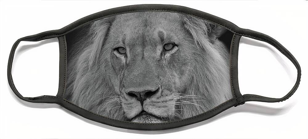 Lion Face Mask featuring the photograph African Lion Portrait 8 by Larry Linton