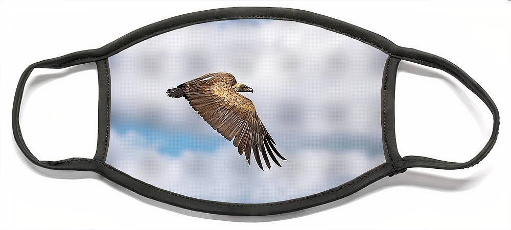 Vulture Face Mask featuring the photograph African white-backed vulture in flight in the Masai Mara, Kenya by Jane Rix