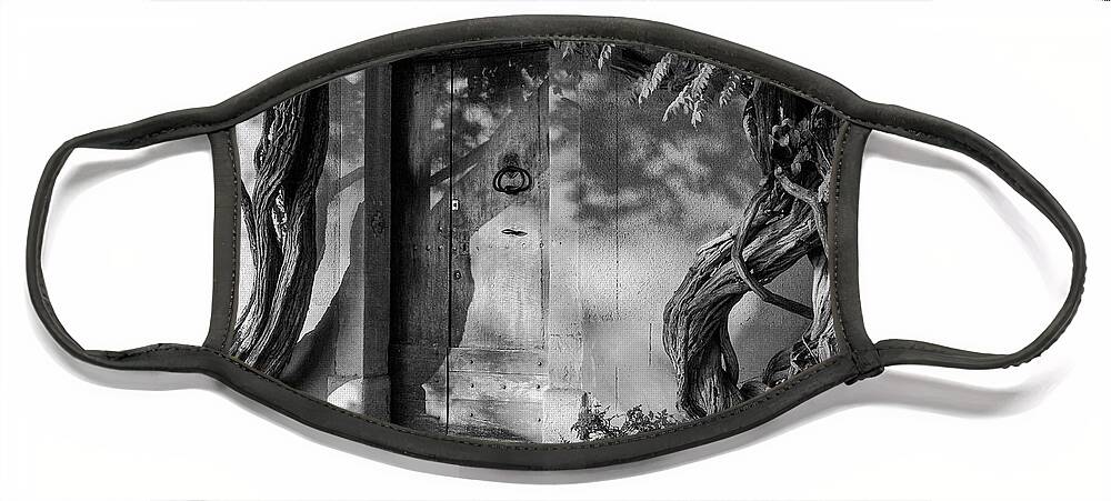 Avignon Face Mask featuring the photograph Afternoon Light on Twisted Trees 2 by Bob Phillips