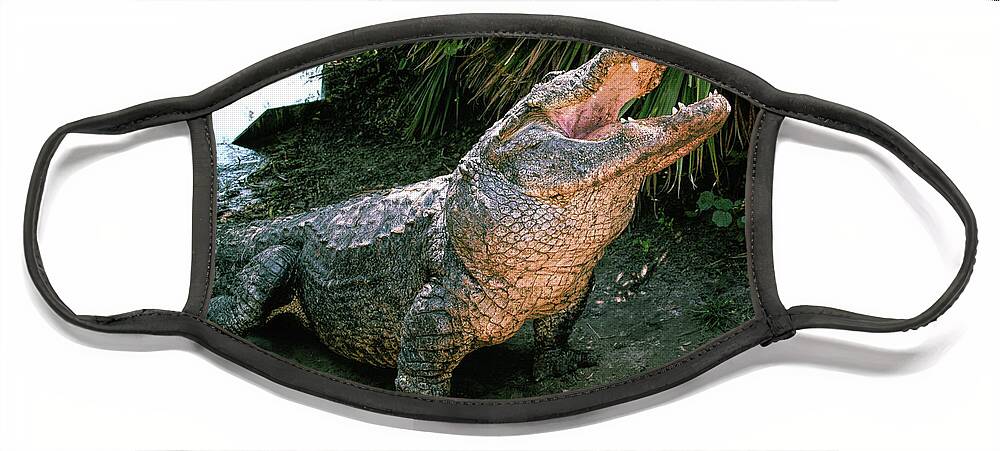 Alligator Face Mask featuring the photograph Alligator by Carolyn Hutchins