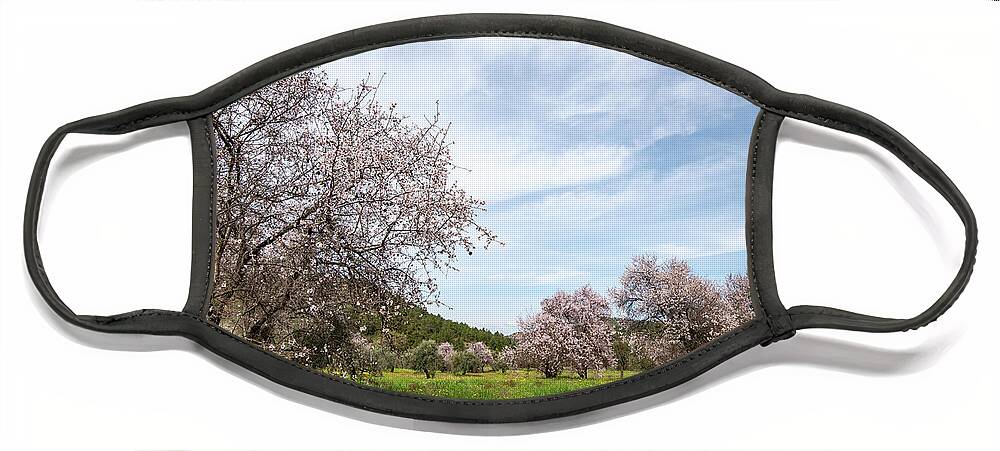 Spring Face Mask featuring the photograph Almond trees bloom in spring against blue sky. by Michalakis Ppalis