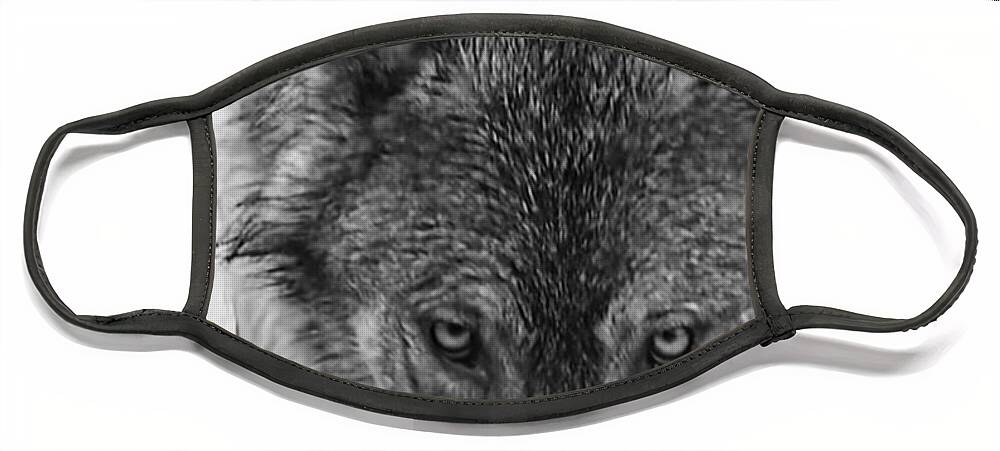 Wolf Face Mask featuring the photograph Alpha by Carolyn Mickulas
