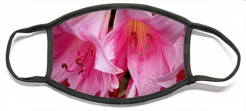 Botanical Face Mask featuring the photograph Amaryllis Pink Ladies by Richard Thomas