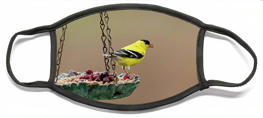 American Goldfinch Face Mask featuring the photograph America Goldfinch by Holden The Moment