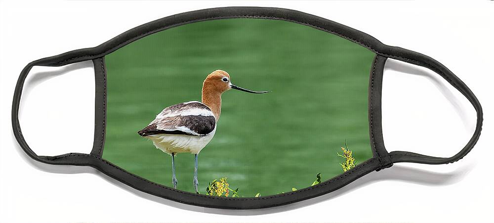 American Avocet Face Mask featuring the photograph American Avocet by Jeff Goulden