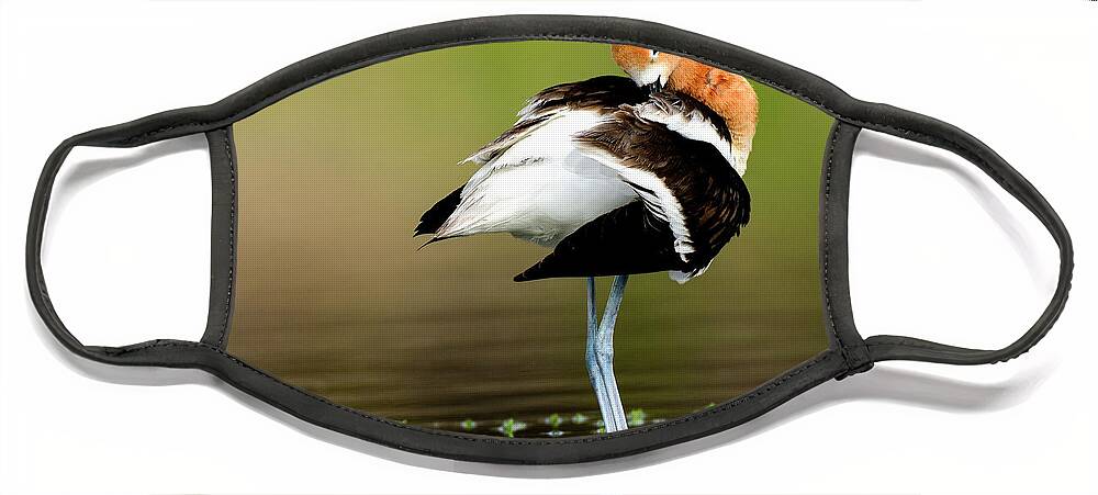 Birds Face Mask featuring the photograph Avocet Twist by John F Tsumas