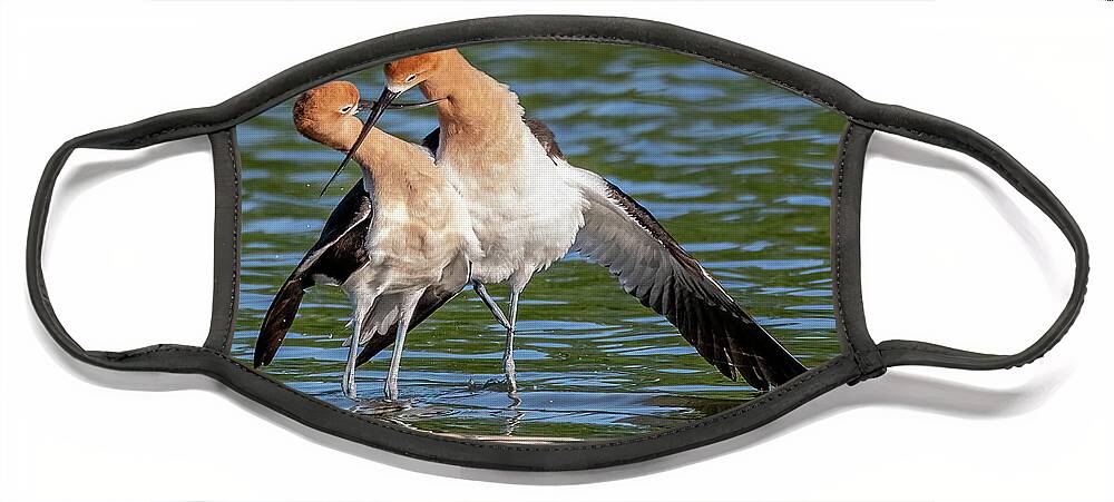 American Avocets Face Mask featuring the photograph American Avocets 3188-040822-2 by Tam Ryan