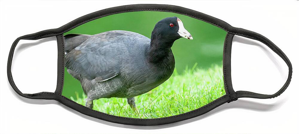 Adult Face Mask featuring the photograph American Coot Grazing in the Grass by Jeff Goulden