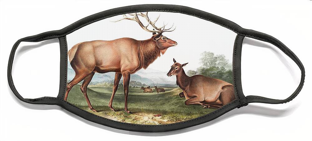 American Animals Face Mask featuring the mixed media American Elk. John Woodhouse Audubon Illustration by World Art Collective
