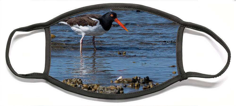 Shore Face Mask featuring the photograph American Oystercatcher by Cathy Kovarik