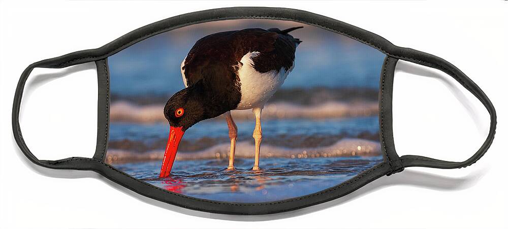 Birds Face Mask featuring the photograph American Oystercatcher Sunrise by John F Tsumas