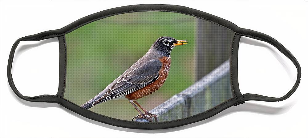 Wildlife Face Mask featuring the photograph American Robin by John Benedict