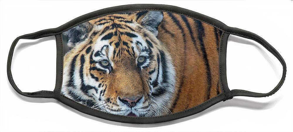 Tiger Face Mask featuring the photograph Amur Tiger by Gareth Parkes