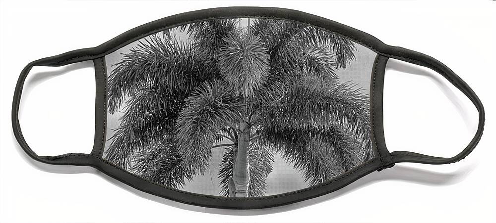 Tree Face Mask featuring the photograph An Outstanding Palm Tree in Black and White by Alan Goldberg