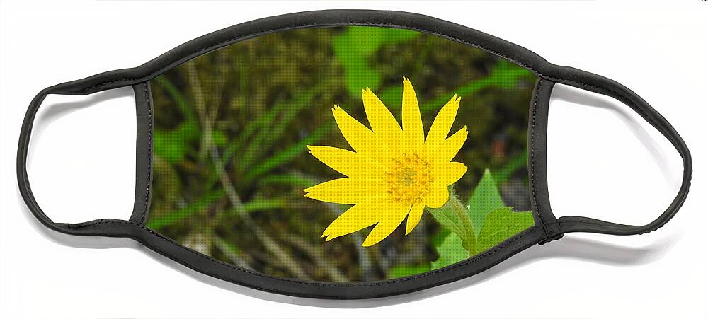 Arnica. Wildflower. Cariboo Bc Face Mask featuring the photograph Arnica by Nicola Finch