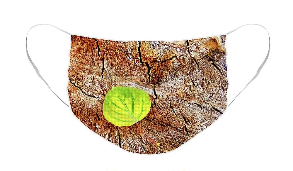 Aspen Face Mask featuring the photograph Aspen on Wood by Bob Falcone