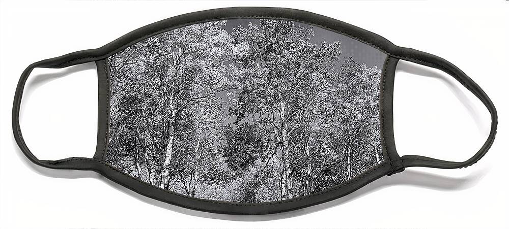 Aspen Trees Face Mask featuring the photograph Aspens in Black Hills in fall by Cathy Anderson