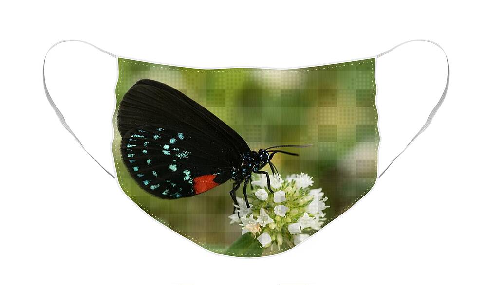 Butterfly Face Mask featuring the photograph Atala Butterfly Nectaring by Bradford Martin