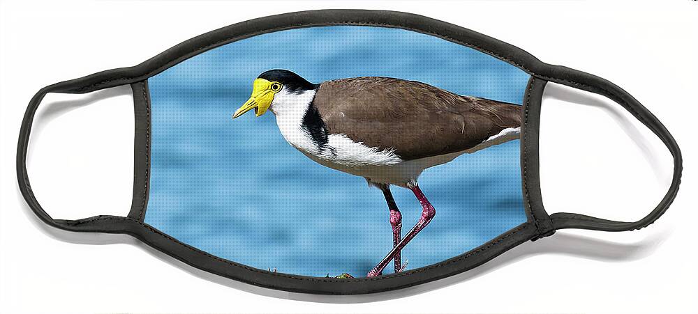 Australian Plover Face Mask featuring the digital art Australian plover 893 by Kevin Chippindall