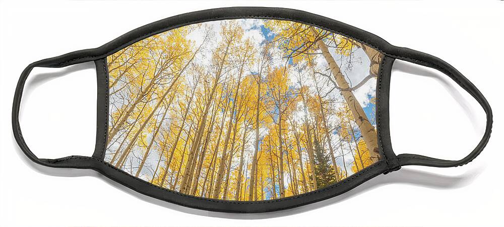 Fall Colors Face Mask featuring the photograph Autumn Giants by Darren White