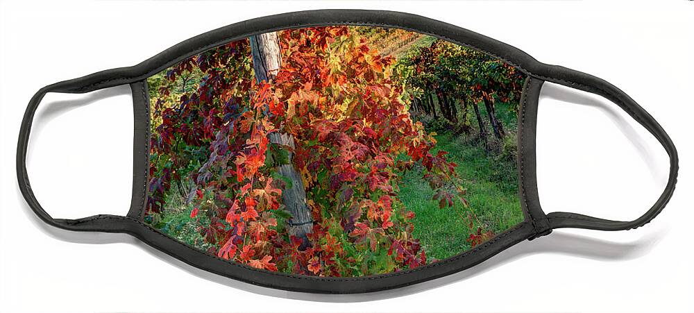 Agriculture Face Mask featuring the photograph Autumn in the Vineyard by Eggers Photography
