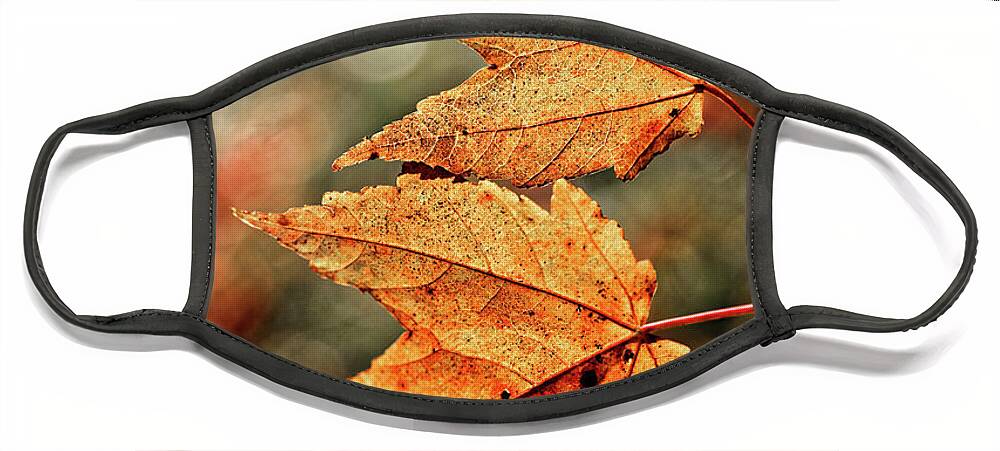 Autumn Leaves Duo Face Mask featuring the photograph Autumn Leaves Duo by Doolittle Photography and Art