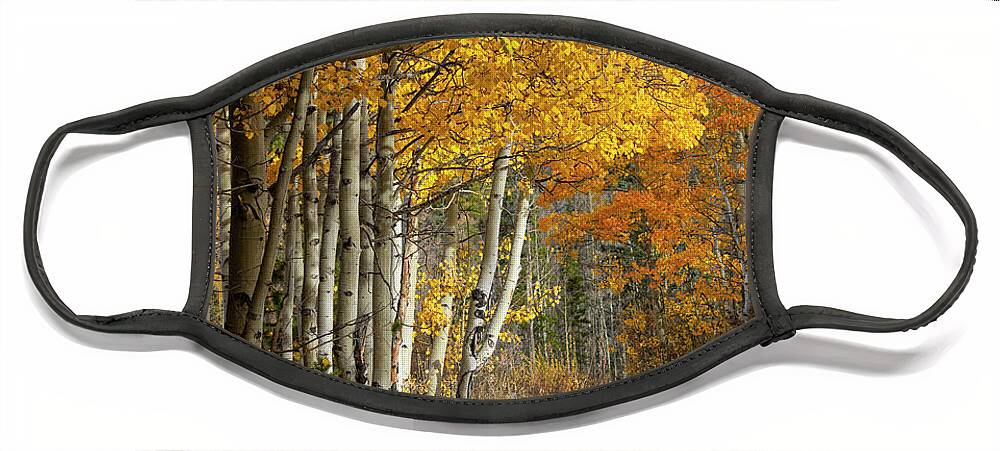 Autumn Face Mask featuring the photograph Autumn Road in the San Isabel National Forest by Steven Krull