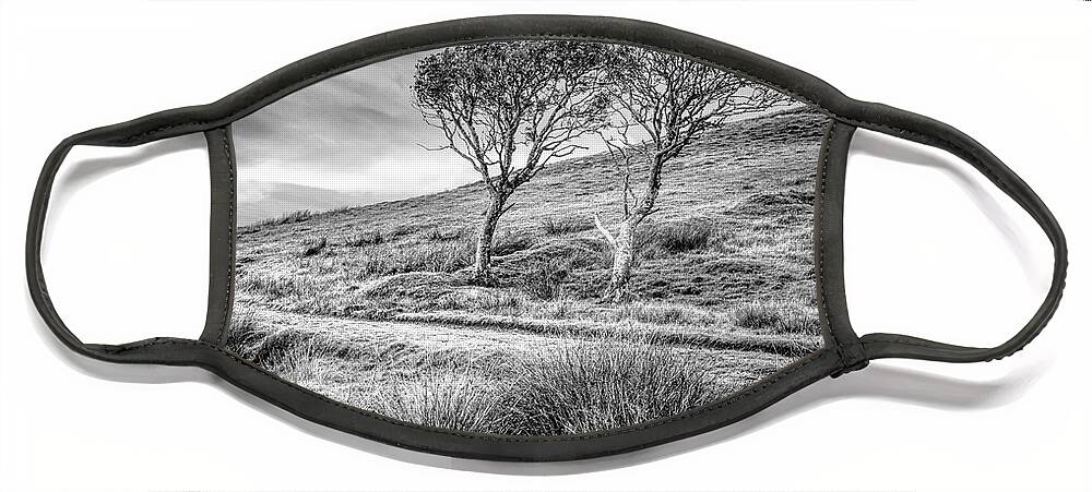 Clouds Face Mask featuring the photograph Autumn Rowan Trees Black and White by Debra and Dave Vanderlaan