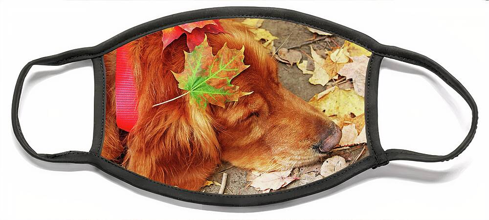 Retriever Face Mask featuring the photograph Autumn Snooze by Debbie Oppermann